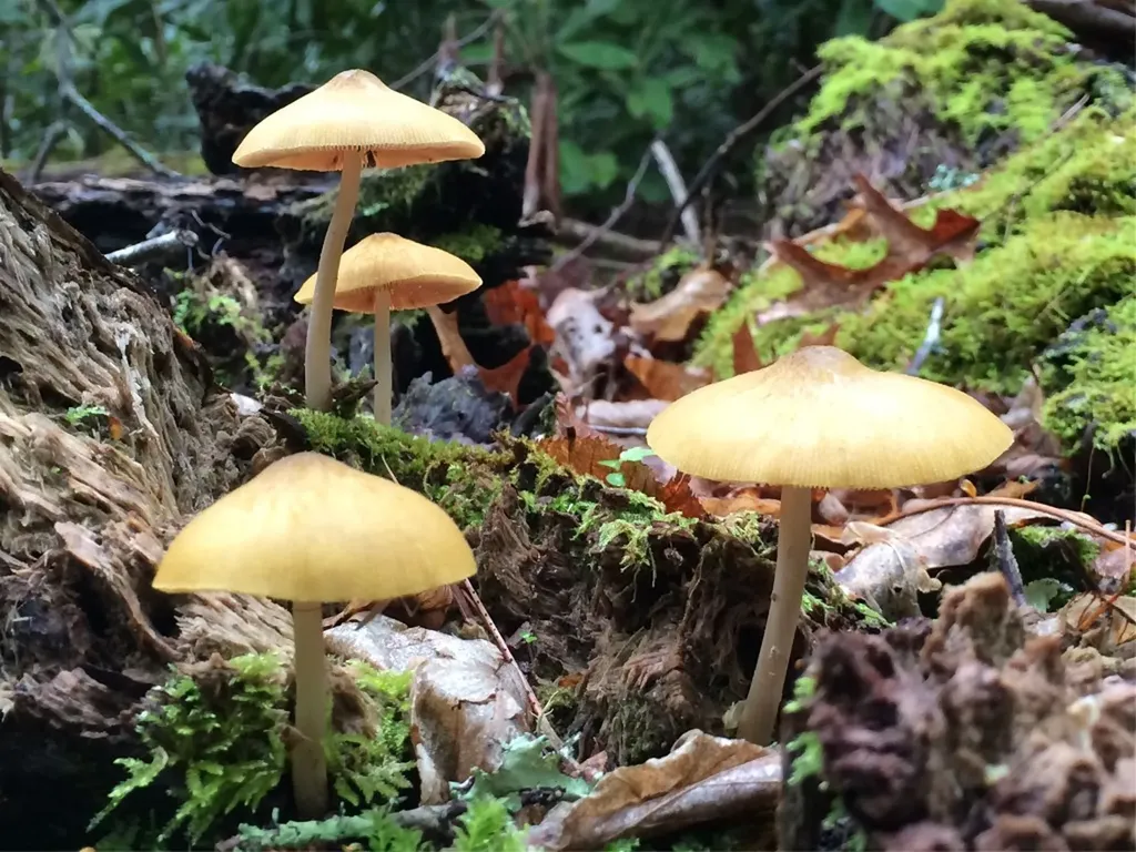 47 Cullowhee Forest Road Cullowhee NC 28723