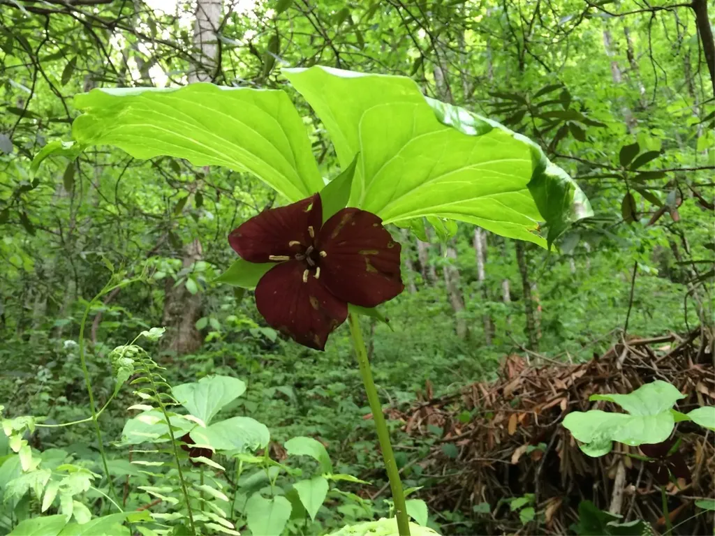 47 Cullowhee Forest Road Cullowhee NC 28723