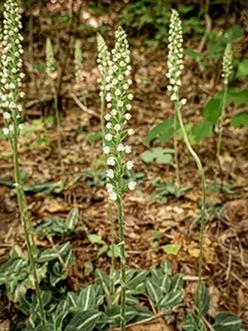 47 Cullowhee Forest Road Cullowhee NC 28723