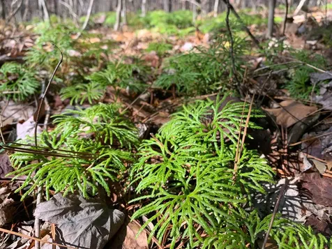 47 Cullowhee Forest Road Cullowhee NC 28723