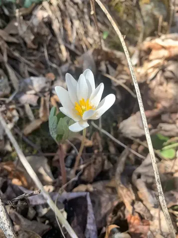 47 Cullowhee Forest Road Cullowhee NC 28723