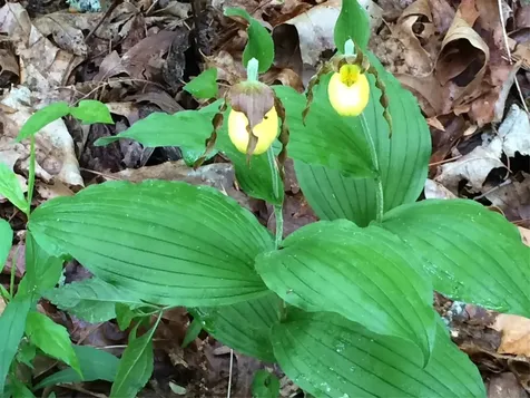 47 Cullowhee Forest Road Cullowhee NC 28723