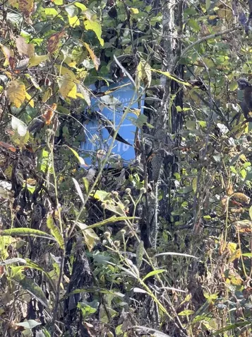 16 Rustling Woods Trail Cullowhee NC 28723