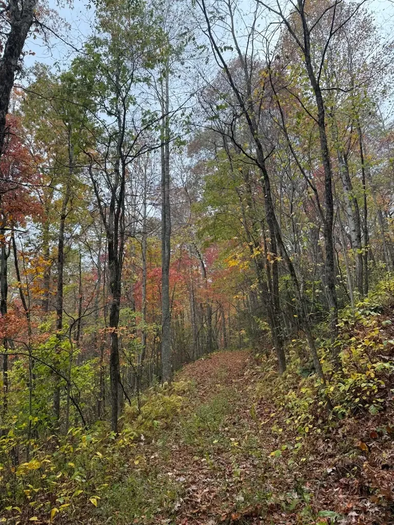 Scaly Mountain NC 28775