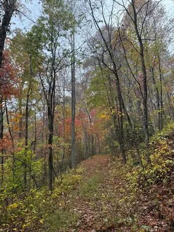 Scaly Mountain NC 28775