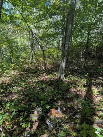 0 Double Springs Lane Cullowhee NC 28723