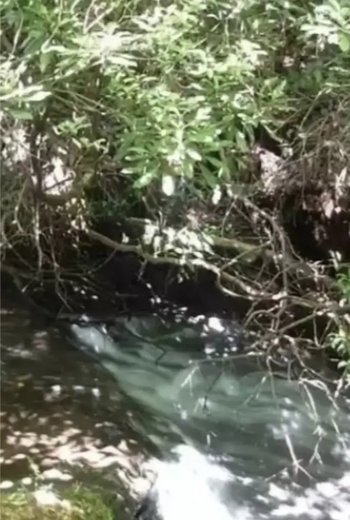 196 Wild Berry Sapphire NC 28774