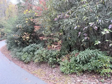 196 Wild Berry Sapphire NC 28774