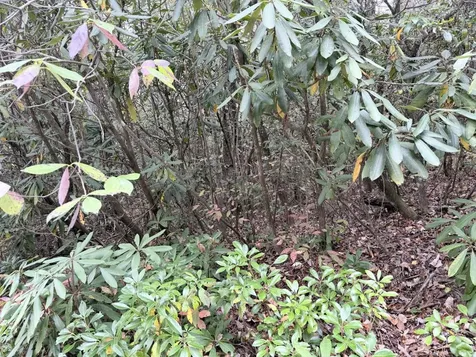 196 Wild Berry Sapphire NC 28774