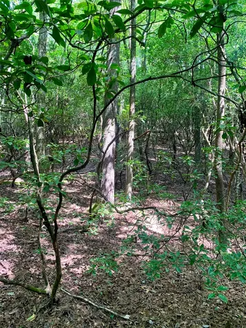 Lot 6 Double Creek Road Brevard NC 28712