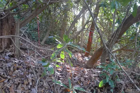 000 Walnut Gap Road Cullowhee NC 28717