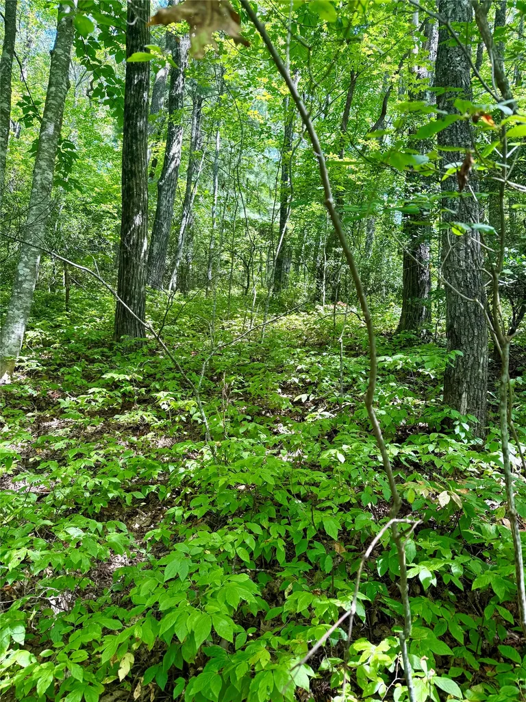 115 Black Oak Drive Sapphire NC 28774