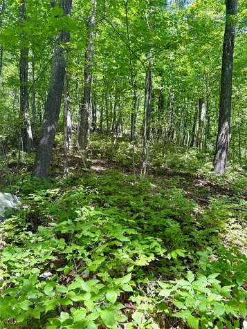 115 Black Oak Drive Sapphire NC 28774