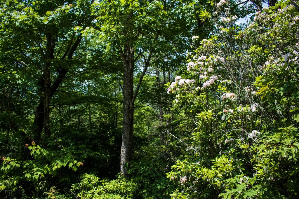 Tbd Fox Den Road Brevard NC 28712