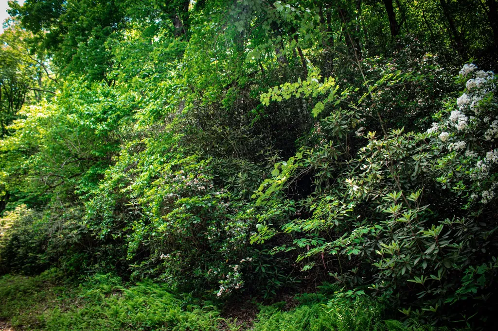 Tbd Fox Den Road Brevard NC 28712