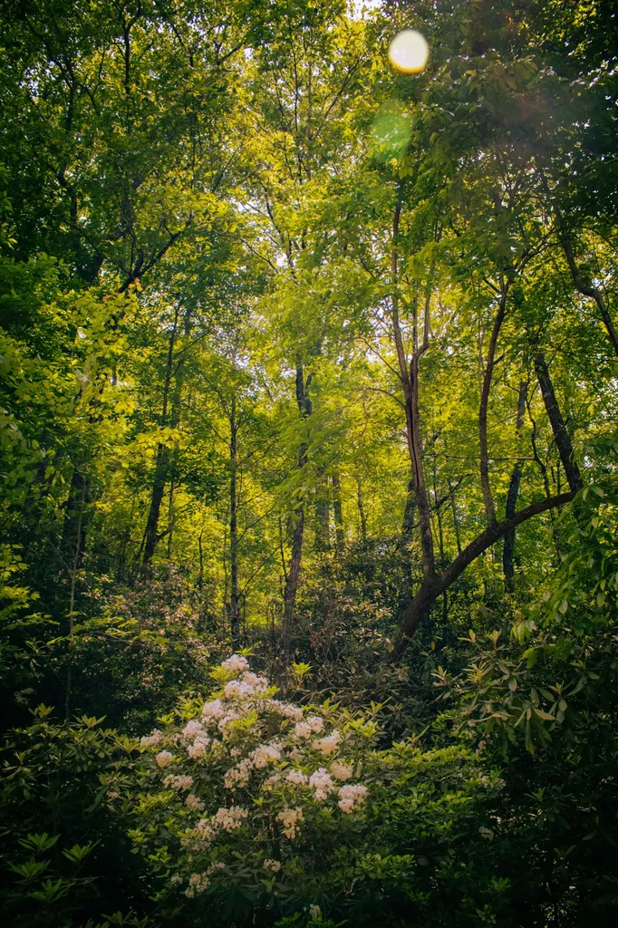 Tbd Fox Den Road Brevard NC 28712