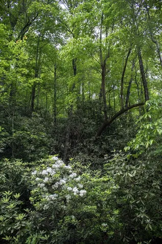 Tbd Fox Den Road Brevard NC 28712