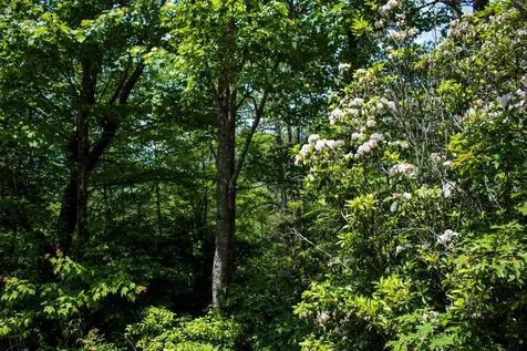 Tbd Fox Den Road Brevard NC 28712