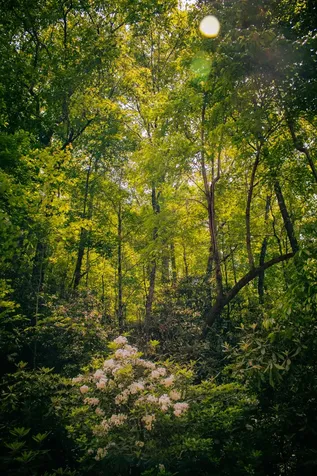 Tbd Fox Den Road Brevard NC 28712