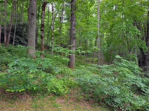 Lot 1 Upper Meadow Road Cullowhee NC 28723