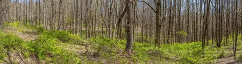 Lot 35 Thomas Knob Estates Road Scaly Mountain NC 28775