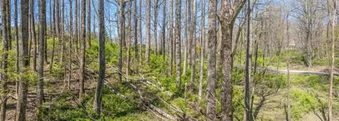 Lot 35 Thomas Knob Estates Road Scaly Mountain NC 28775