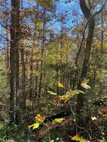 8B/9 Lowland Glade Tuckasegee NC 28783