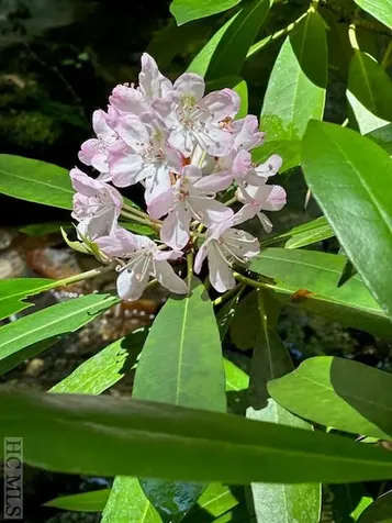 619 Speckled Feather Pass Sapphire NC 28774
