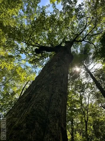 619 Speckled Feather Pass Sapphire NC 28774