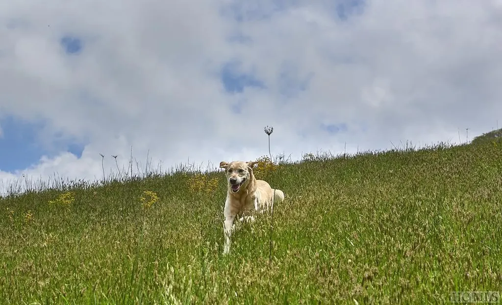 RT-8 Broadwing Cashiers NC 28717