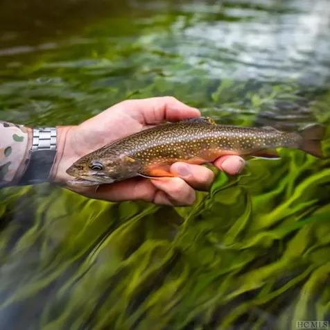Me-6 Old Chimney Cashiers NC 28717