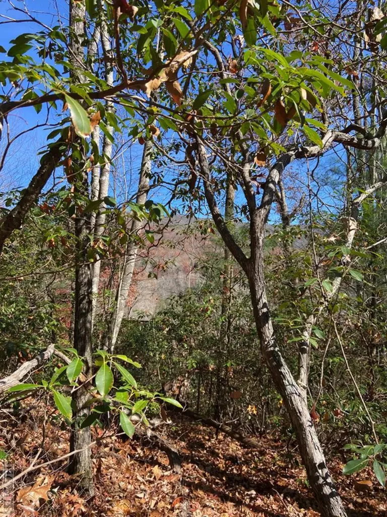 Lot 97 Hickory Drive Sapphire NC 28774