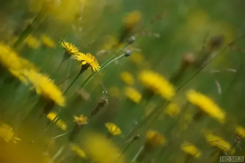 441 Blackberry Trail Sapphire NC 28744