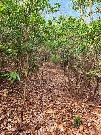Ls 24 Lakeside Trail Lake Toxaway NC 28747