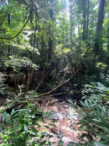Lot 8 Wandering Ridge Cashiers NC 28717