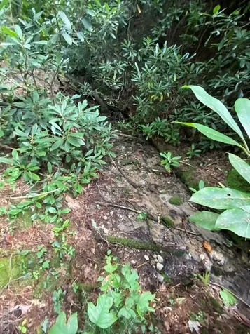 Lot 8 Wandering Ridge Cashiers NC 28717