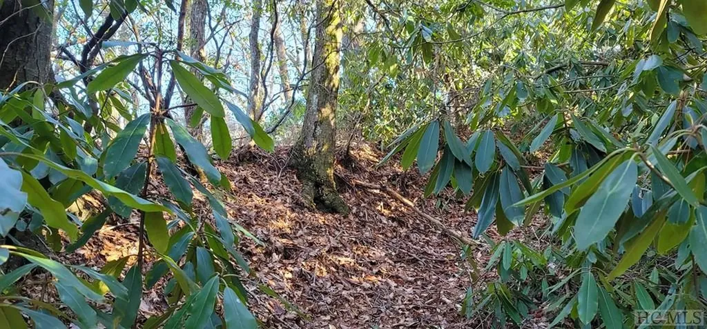 0 Evans Creek Road Scaly Mountain NC 28755