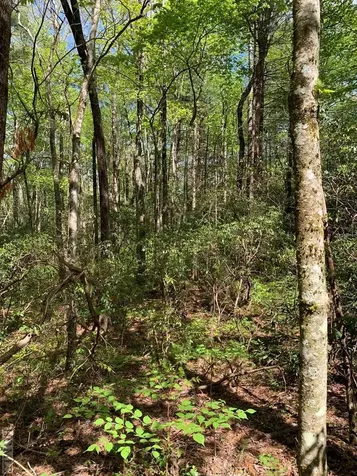 L 2hr Turkey Roost Road Sapphire NC 28774