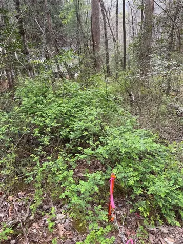315 N River Road Sylva NC 28779