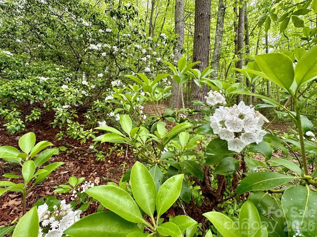 11 Wildlife Drive Clyde NC 28721