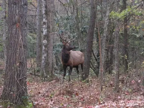399 Bent Tree Road Maggie Valley NC 28751