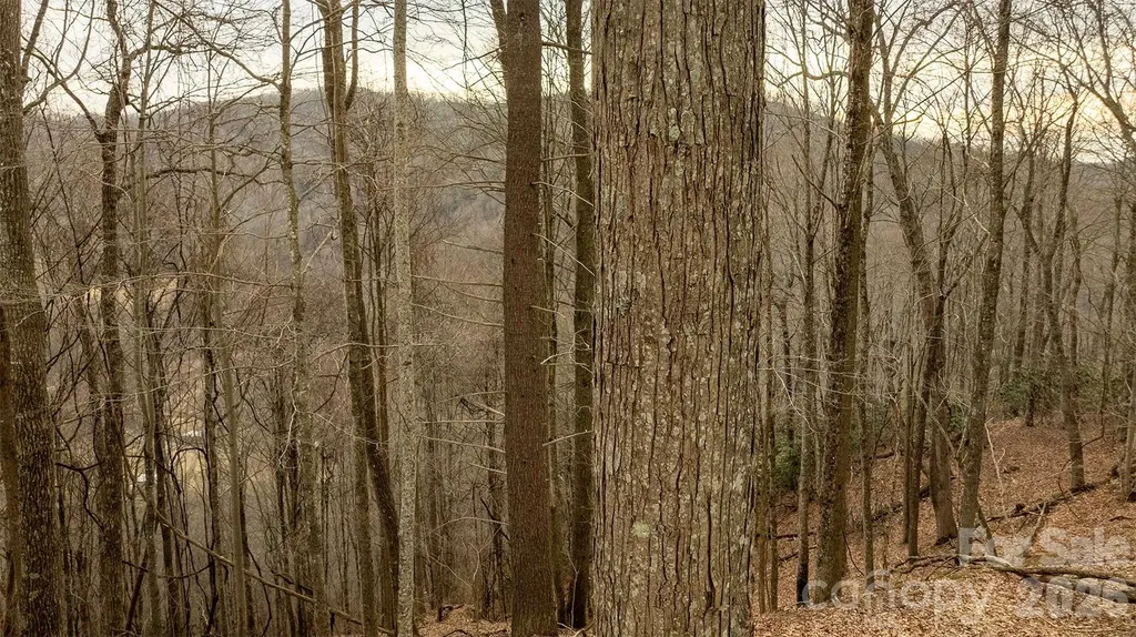 0000 Devils Knob Road Mars Hill NC 28754