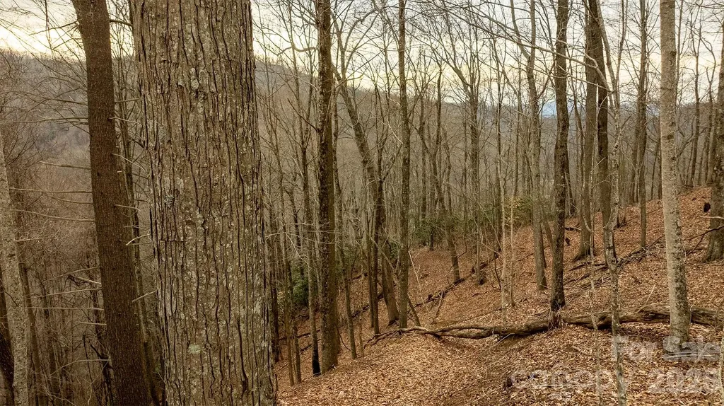 0000 Devils Knob Road Mars Hill NC 28754