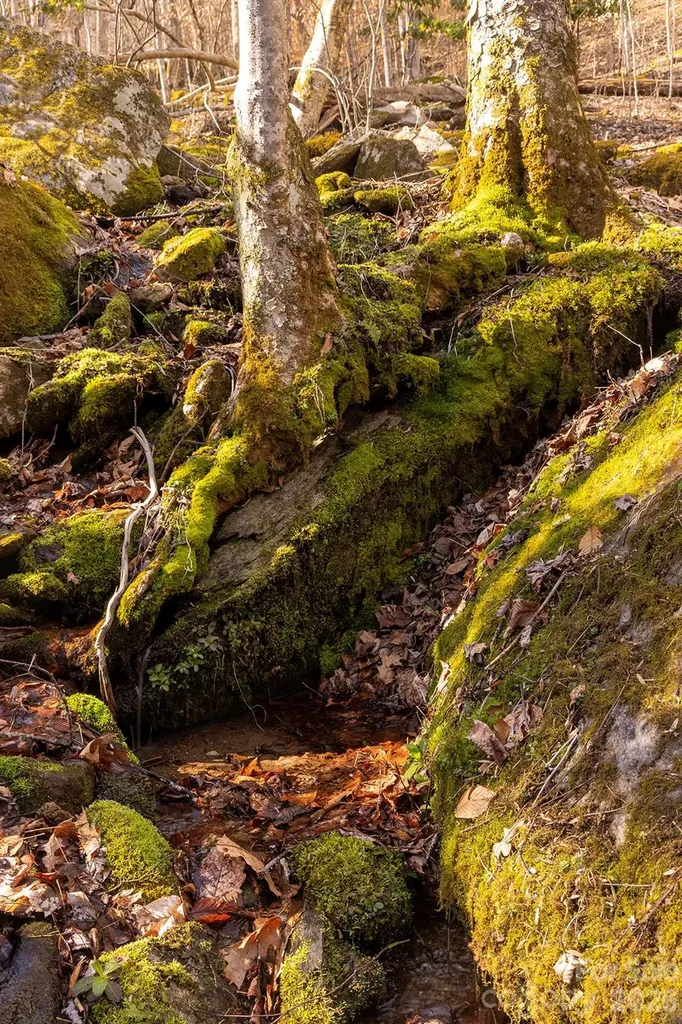 0000 Devils Knob Road Mars Hill NC 28754