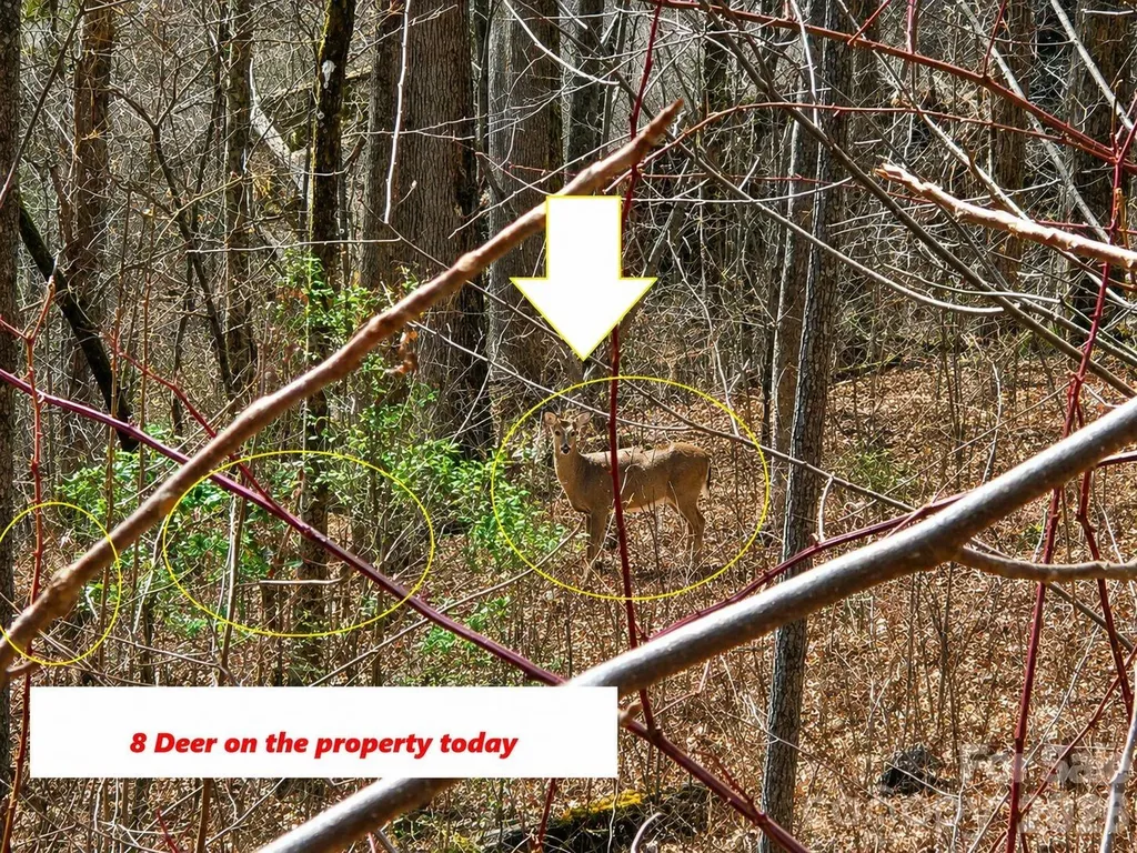 900 Fern Trail Waynesville NC 28786