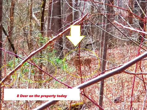 900 Fern Trail Waynesville NC 28786