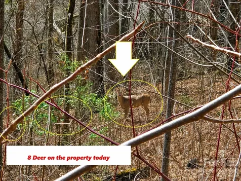 900 Fern Trail Waynesville NC 28786