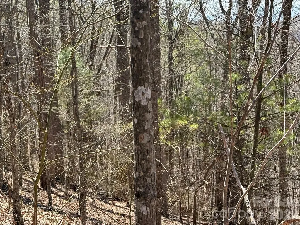000 Granny Shepherd Road Mars Hill NC 2875497