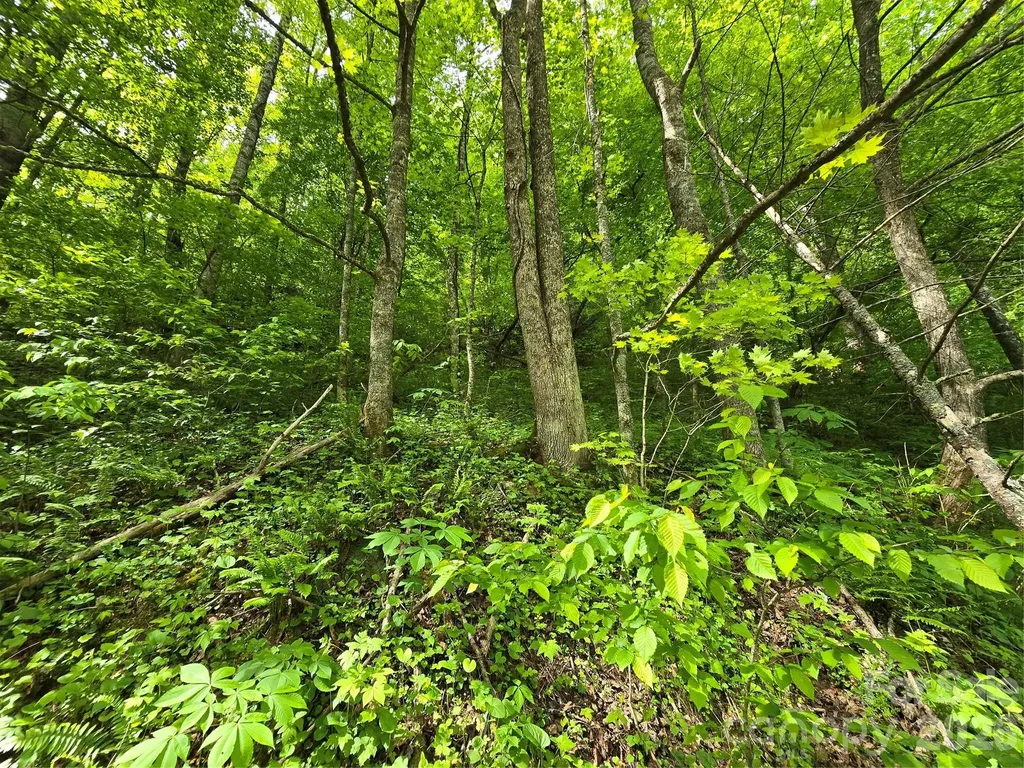 99999 Roaring Fork Road Mars Hill NC 28754