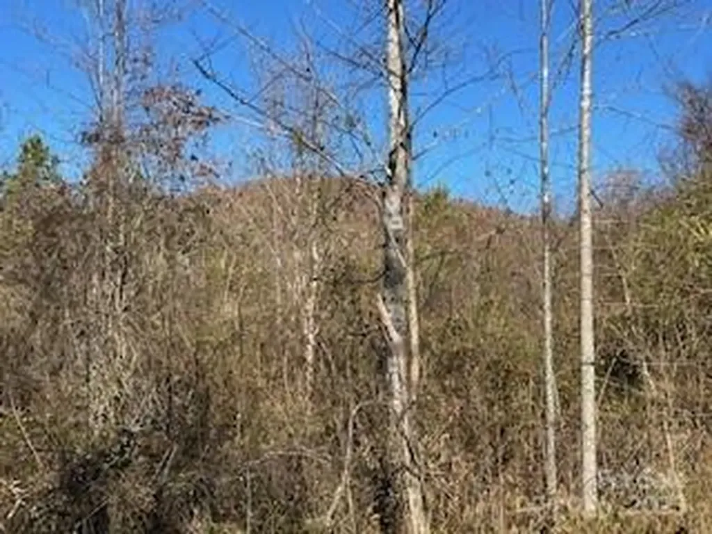 418 Owl Hollow Road Marion NC 28752